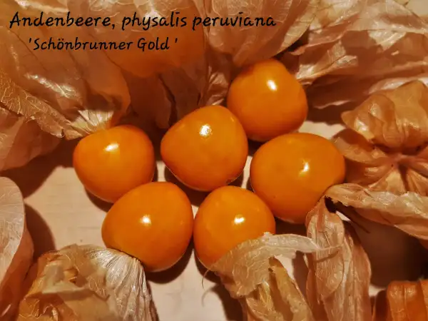 Physalis: Andenbeere, physalis peruviana, "Schönbrunner Gold"