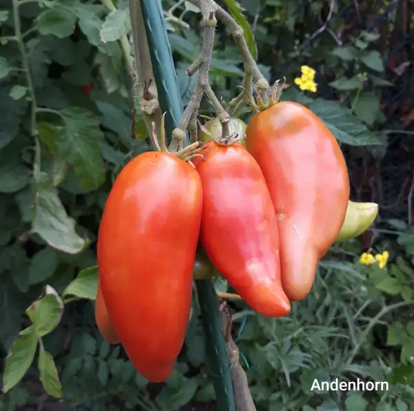 Tomaten: Andenhorn