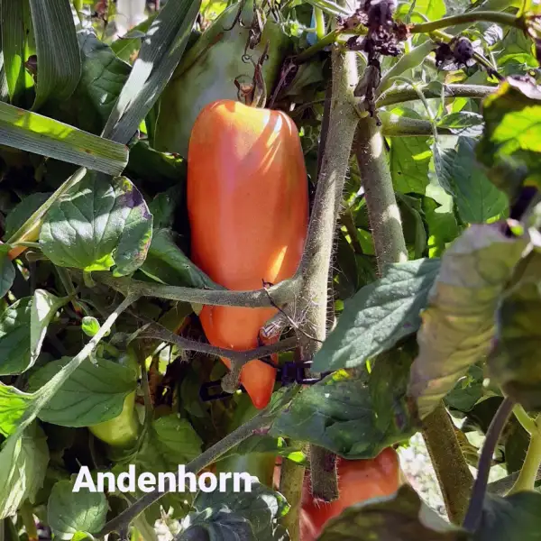 Tomaten: Andenhorn