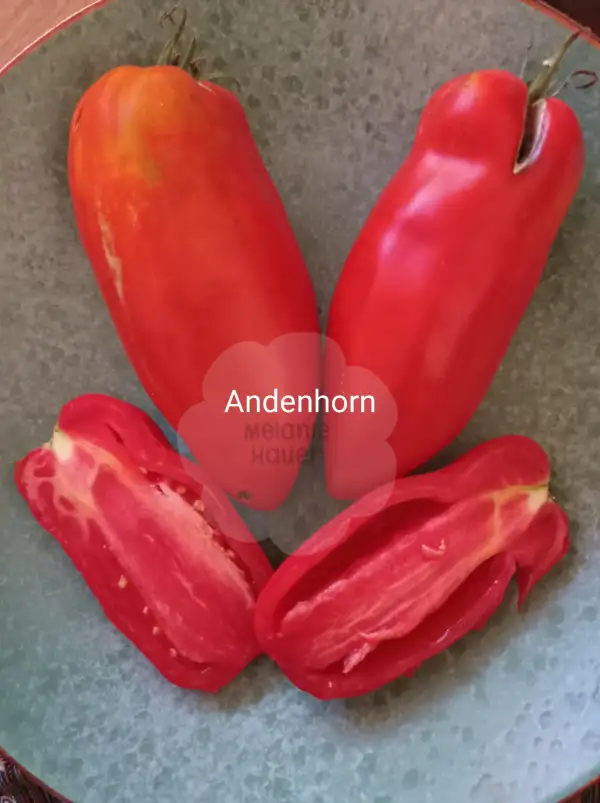 Tomaten: Andenhorn