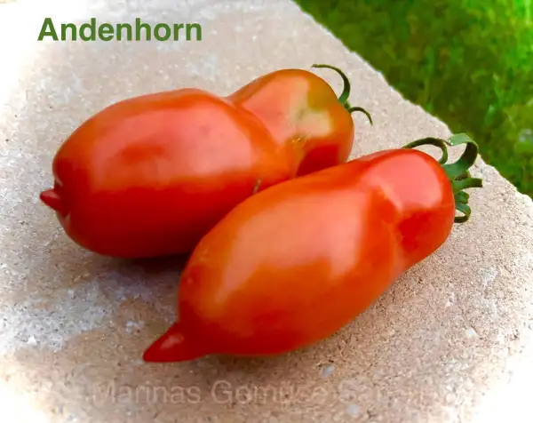 Tomaten: Andenhorn