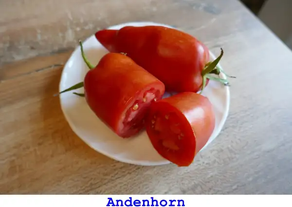 Tomaten: Andenhorn