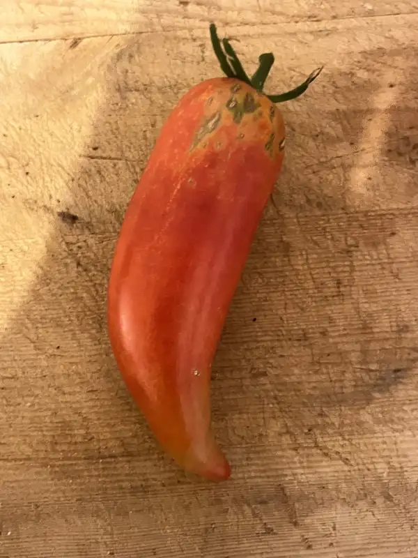 Tomaten: Andenhorn