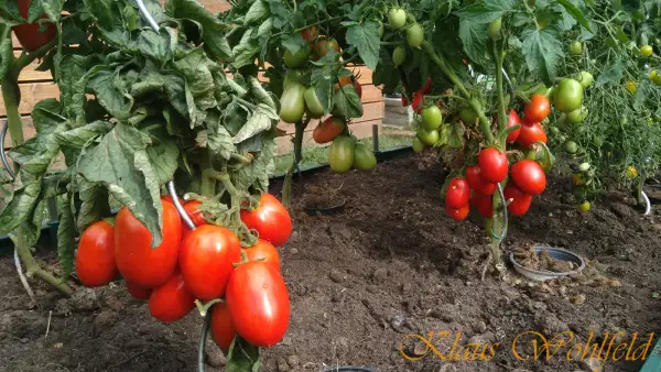 Tomaten: Andenhorn