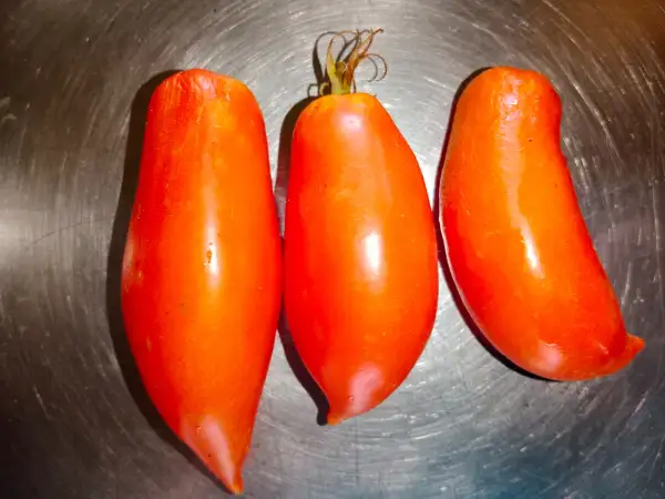 Tomaten: Andenhorn