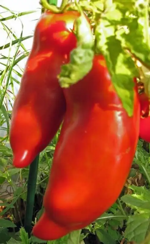 Tomaten: Andenhorn