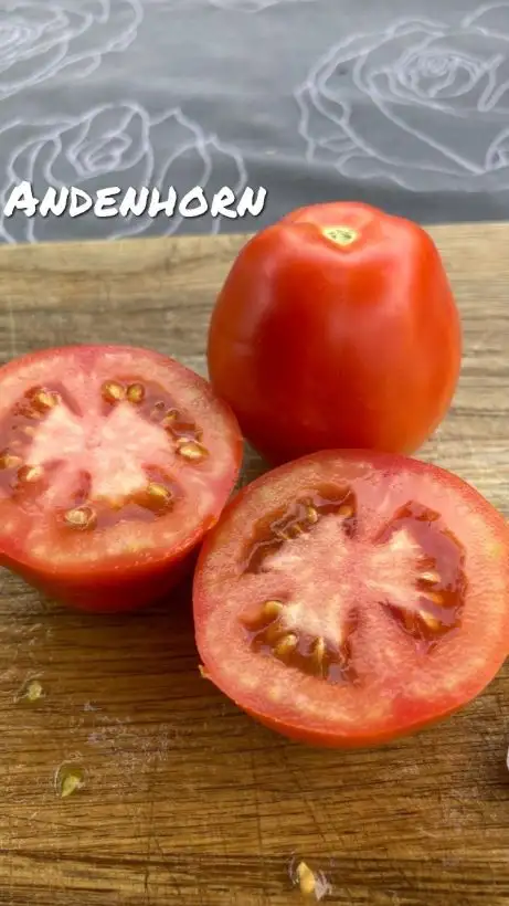 Tomaten: Andenhorn