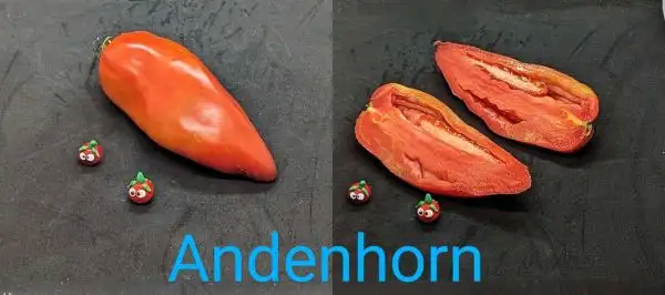 Tomaten: Andenhorn