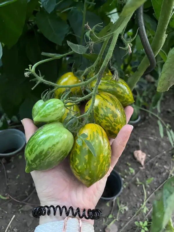 Tomaten: Andenkollektion grün