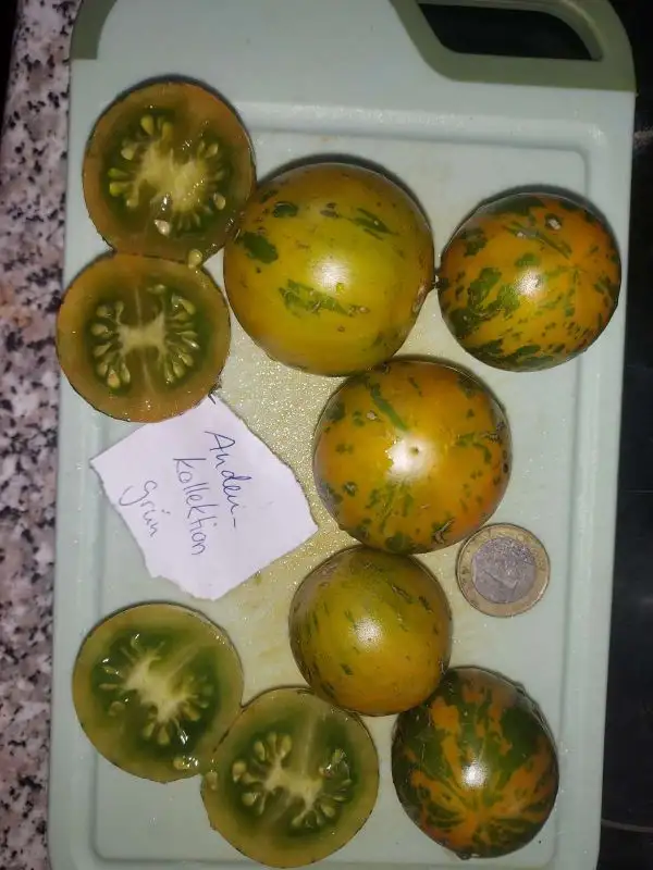 Tomaten: Andenkollektion grün