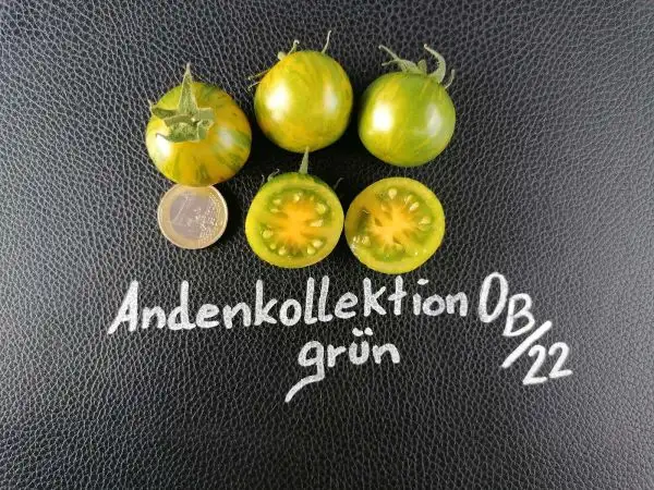 Tomaten: Andenkollektion grün