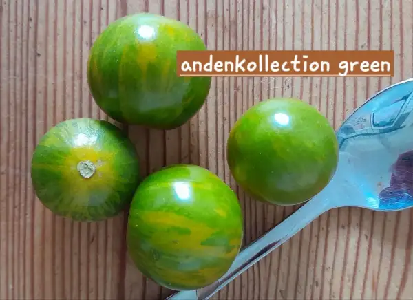 Tomaten: Andenkollektion Green
