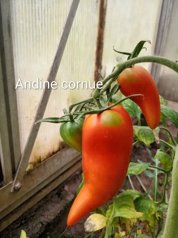 Tomaten: Andine Cornue