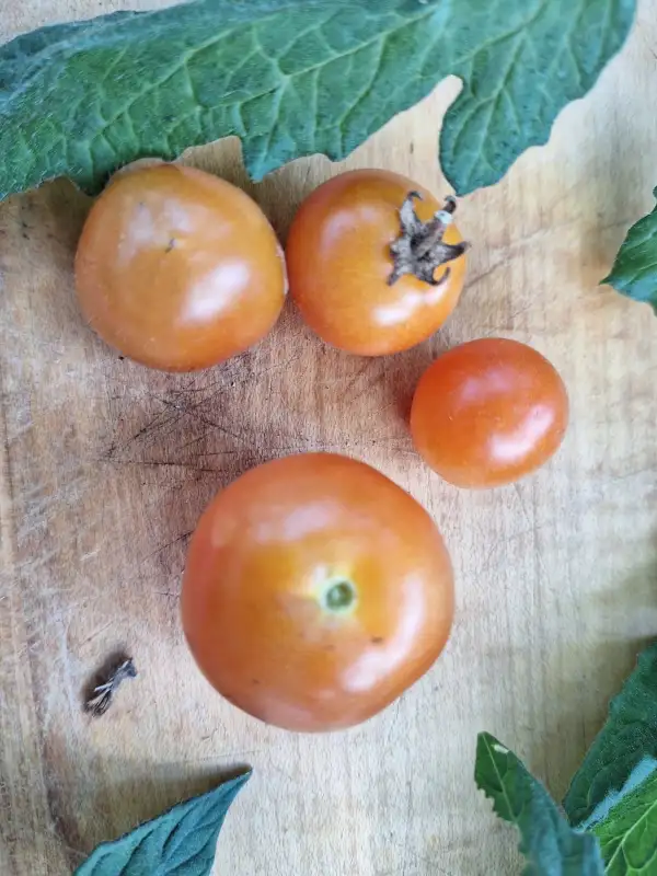 Tomaten: Andrina