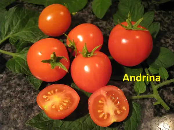 Tomaten: Andrina