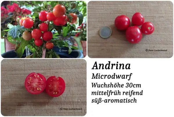 Tomaten: Andrina