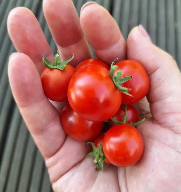 Tomaten: Andrina