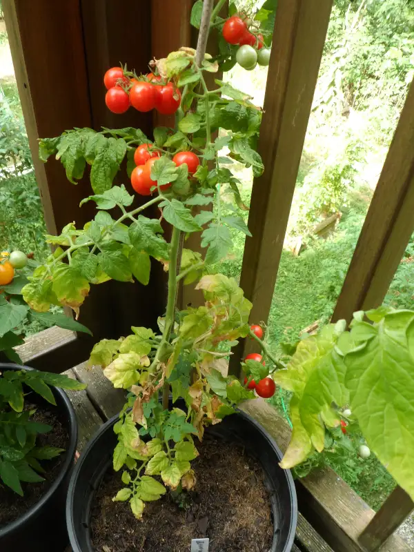 Tomaten: Andrina ( Kat# 2935 )