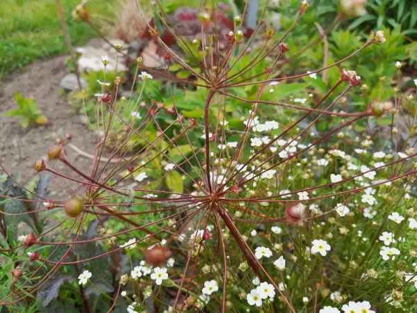 Blumen: Androsace septentrionalis - Nördl. Mannsschild - Pygmy Rock Jasmine