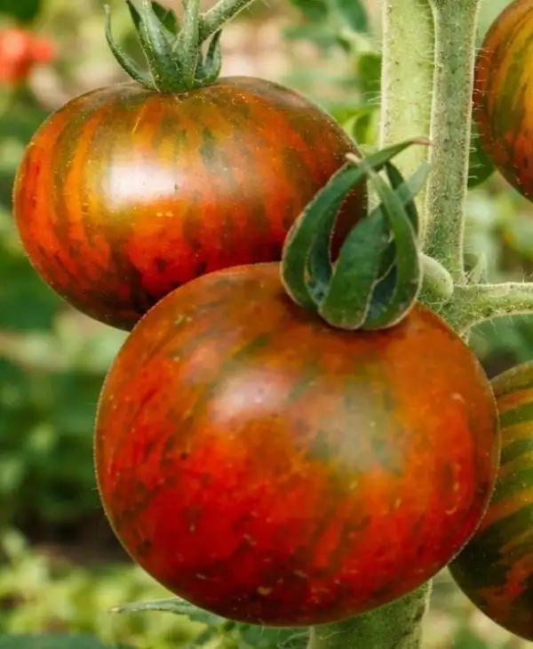 Tomaten: Andy