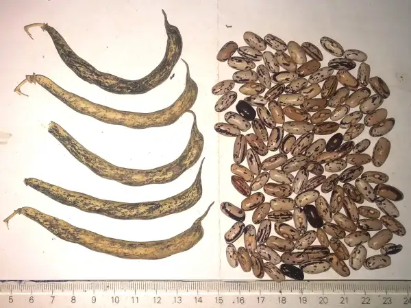 Bohnen: Anellino di Trento