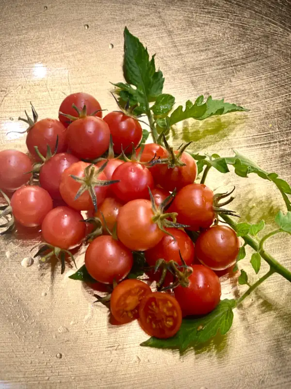 Tomaten: Anettes Wilde Wildtomate