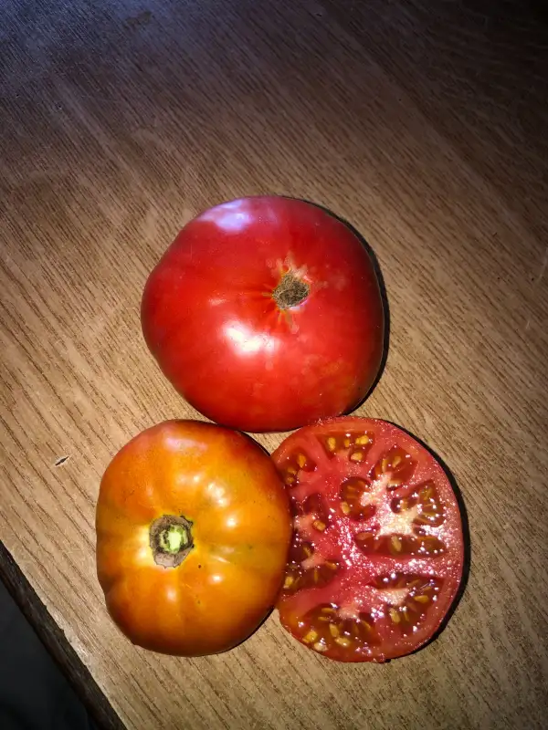 Tomaten: Angelo