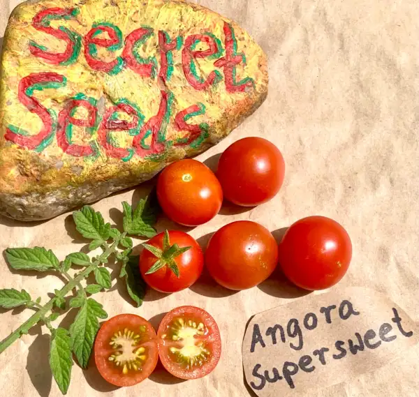 Tomaten: Angora Supersweet