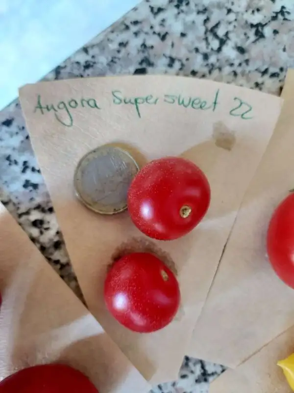 Tomaten: Angora Supersweet