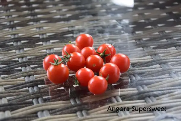 Tomaten: Angora Supersweet