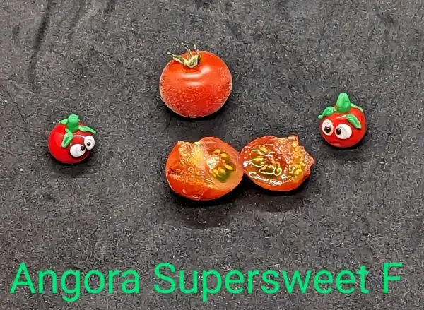 Tomaten: Angora Supersweet