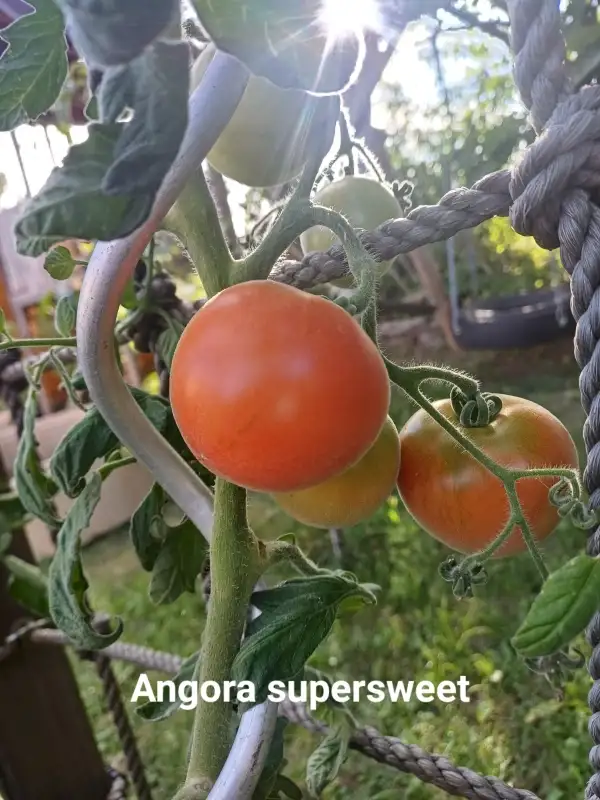 Tomaten: Angora Supersweet