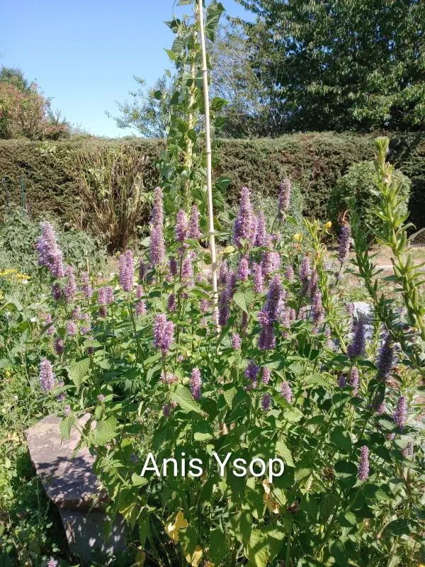 Kräuter: Anis Ysop