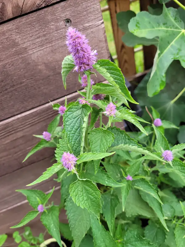 Kräuter: Anisagastache
