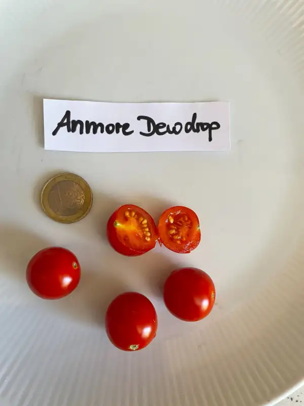 Tomaten: Anmore Dewdrop