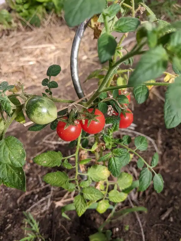 Tomaten: Anmore Treasure