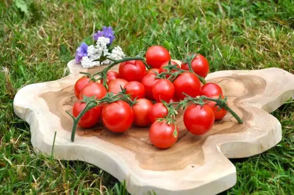 Tomaten: Anmore Treasure (Buschtomate/ Alte Sorte/ Heirloom)