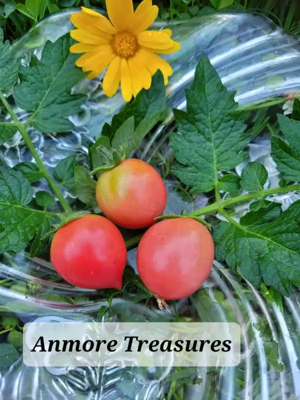 Tomaten: Anmore Treasures - Ampeltomate