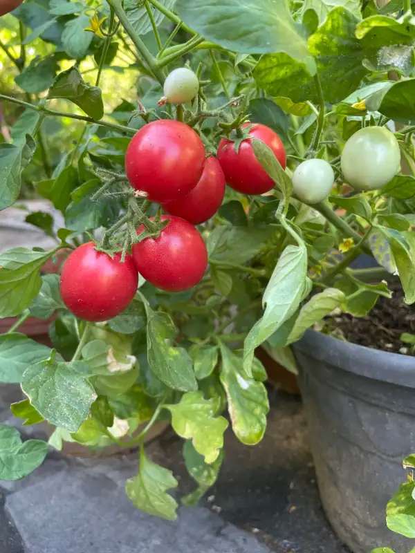 Tomaten: Anmore Treasures Ampeltomate