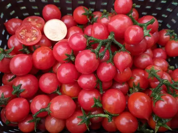 Tomaten: Anmore Treasures BU