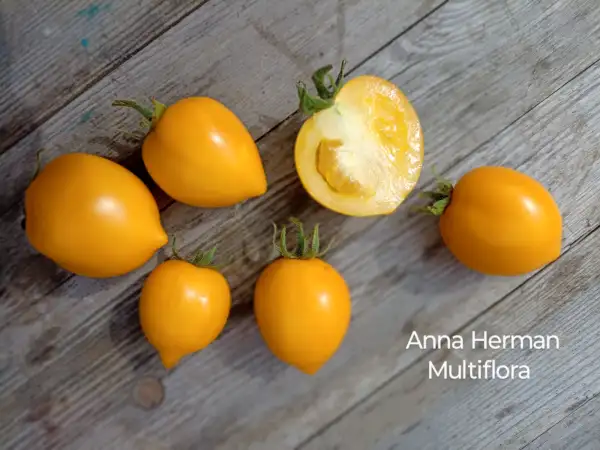 Tomaten: Anna Herman