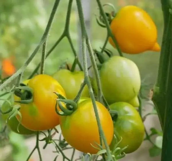 Tomaten: Anna Hermann