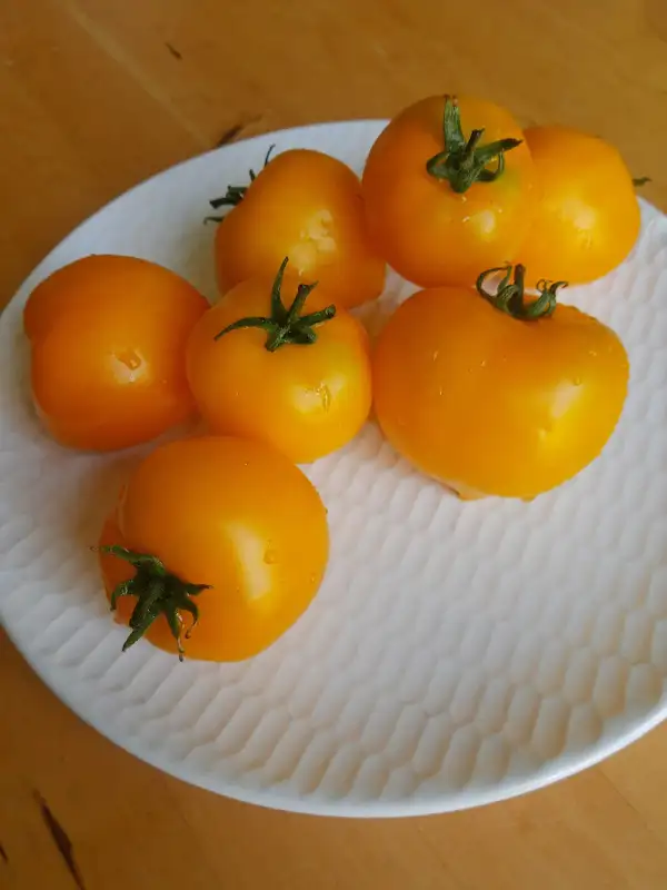 Tomaten: Anna Hermann