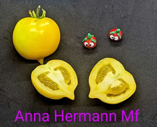 Tomaten: Anna Hermann Multiflora