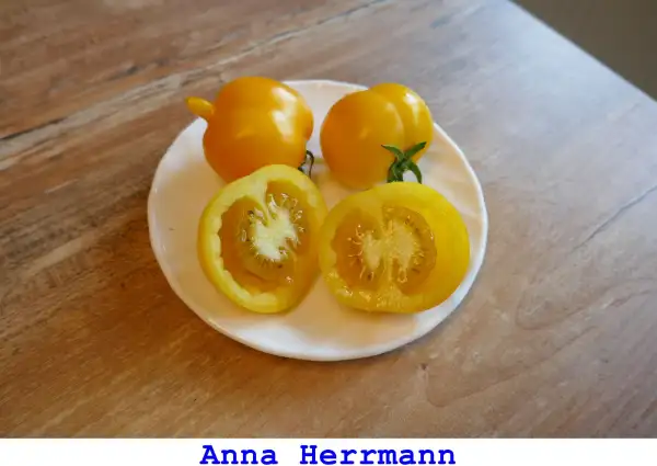 Tomaten: Anna Herrmann