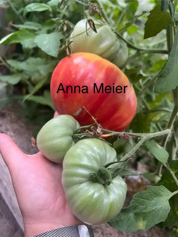 Tomaten: Anna Meier