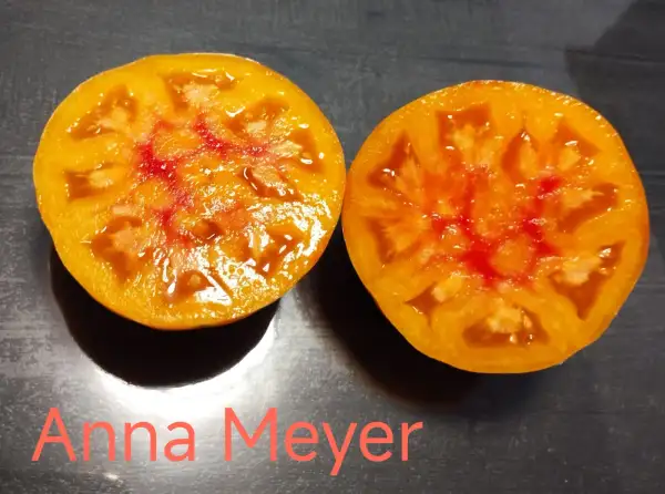 Tomaten: Anna Meyer
