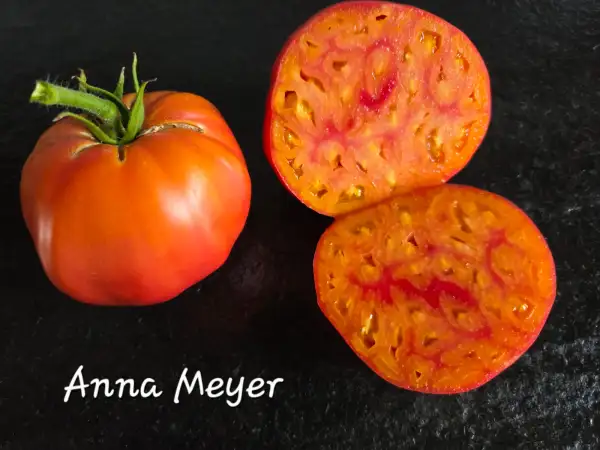 Tomaten: Anna Meyer