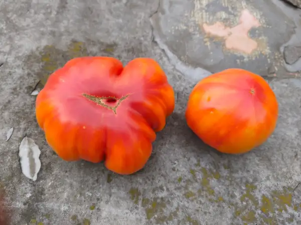 Tomaten: Anna Meyer