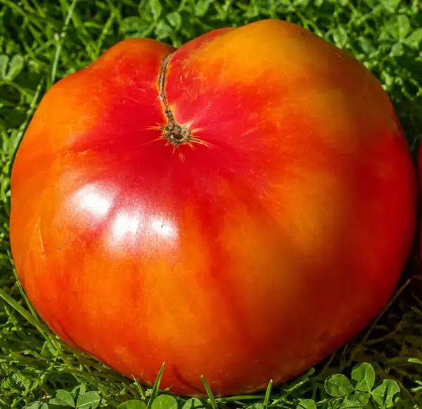Tomaten: Anna Meyer